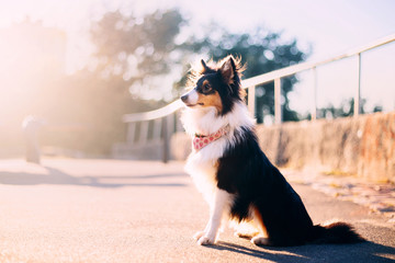 Shetland sheepdog puppy at the sunset on the autumn background