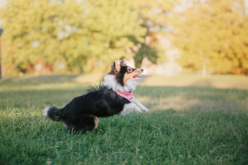 Shetland sheepdog puppy at the sunset on the autumn background