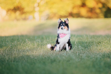 Shetland sheepdog puppy at the sunset on the autumn background