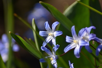 Sternhyazinthen (Chionodoxa)