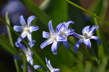 Sternhyazinthen (Chionodoxa)