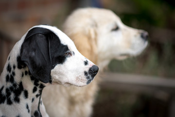 zwei hübsche Hundewelpen im Profil. geringe Tiefenschärfe