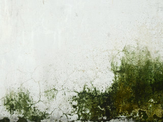 moss on dirty white wall background