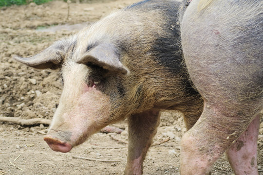 élevage porcs belges de race piétrain 