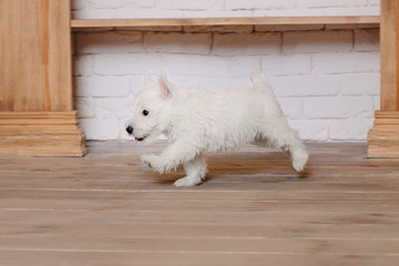 Fototapeta na wymiar West Highland White Terrier puppy 
