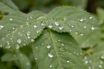 raindrops on leaves