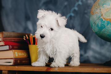 West Highland White Terrier puppy  - obrazy, fototapety, plakaty