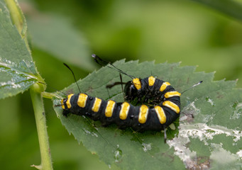 black and yellow caterpillar