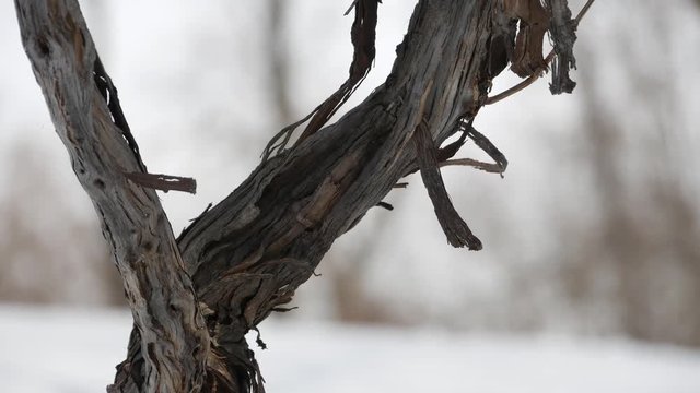 dead tree