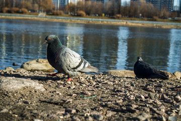 Dove on the Bank of the river