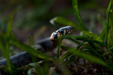 snake creeps in the grass