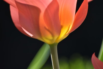 Blühende Tulpe (Tulipa)