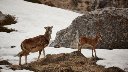 Mufflons in freier Wildbahn in den europäischen Alpen.