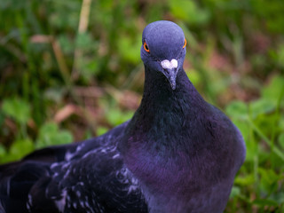 Blue dove