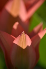 Fototapeta premium Blühende Tulpen (Tulipa)