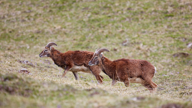 Mufflons in freier Wildbahn in den europ&auml;ischen Alpen.