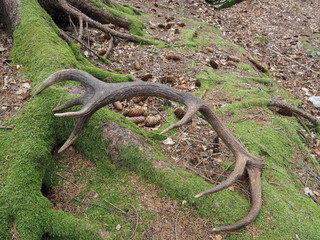 Red deer (Cervus elaphus), Antler fallen in the forest