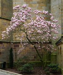 Magnolie,Frühblüher,Frühling