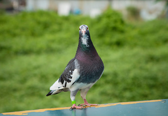 full body of speed racing pigeon bird standing on plain trap