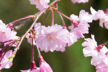 吉香神社の桜／山口県岩国市