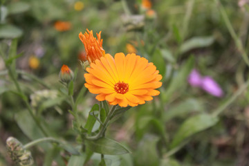 orange flower in the garden