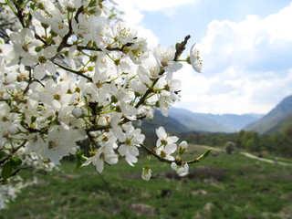 Beautiful blooming white large flowers tree branch on the background of the mountains
