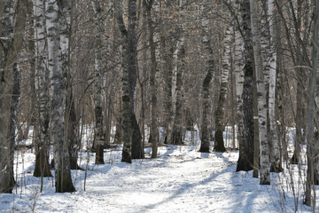 Beautiful birch grove in early spring