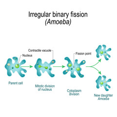 Amoeba. Irregular binary fission - obrazy, fototapety, plakaty