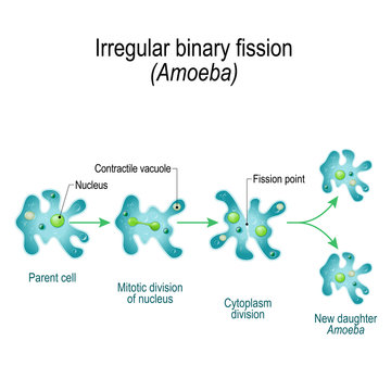 Amoeba. Irregular Binary Fission