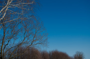 Trees and bright blue sky in spring