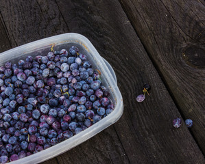 Wild blueberries. Close up on plastic plate with ripe and fresh wild blueberry.