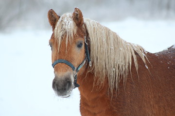 Brown horse