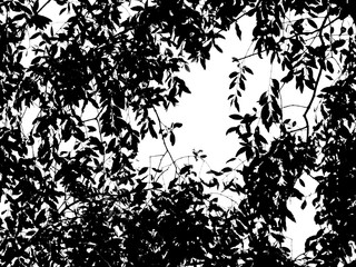 silhouette leaf tree