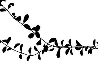 ivy plant silhouette on white background