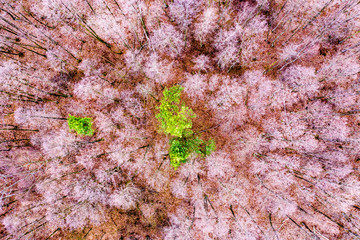 Aerial view of forest filled with tees only one green. Texture of forest