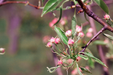 Branches of blossoming apricot macro