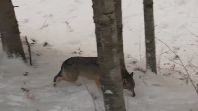 A grey wolf hunting in the forest for food and prey near the red blood of a kill in the white winter snow.
