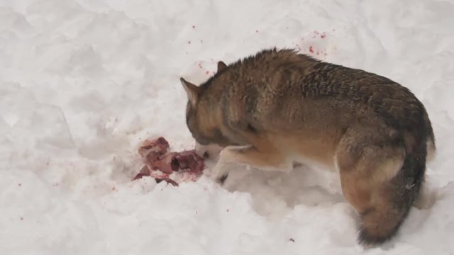 A grey wolf in a forest eating meat from its prey while hunting for food in the snow.