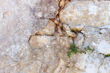 The background old beige stony wall with plant
