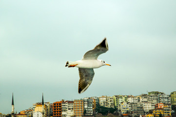 Gaviota sobrevolando Estumbul Vista de un pájaro sobre el mar en Estambul y como fondo el área de Karakoy junto a la Torre de Gálata
