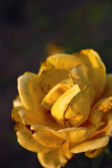 Flor, Rosa Amarilla, a la luz de la tarde