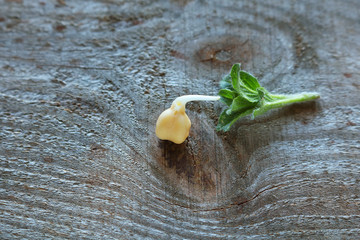 Sprouted chickpea grains on a wooden board. A healthy lifestyle offers the use of cereal sprouts. Selective focus 