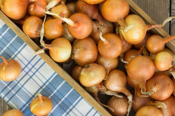 Large onion harvest in a wicker box. Bulb onion is rich in vitamins useful spring.