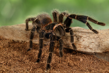 Closeup female of spider tarantula  (Lasiodora parahybana) crawling on the snag on green background.