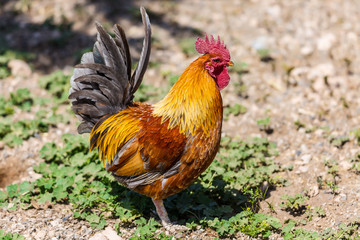 Bright rooster on farm