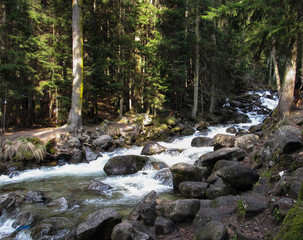 forest waterfall and rocks covered with moss