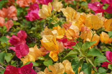 water drup on Colorful bougainvilleas flower  background,copy space