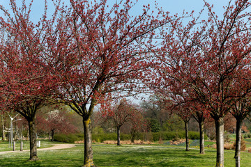 Obraz premium éveil de la nature