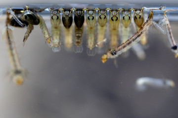 Mosquito Larva in the order Diptera, Anopheles sp. (Mosquito Larva) in the water for education.