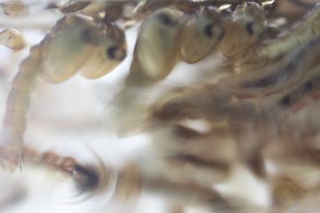 Mosquito Larva in the order Diptera, Anopheles sp. (Mosquito Larva) in the water for education.